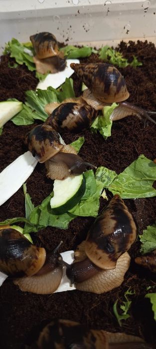 Ślimaki afrykańskie