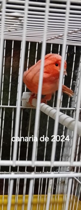 Canarias vermelhas 24