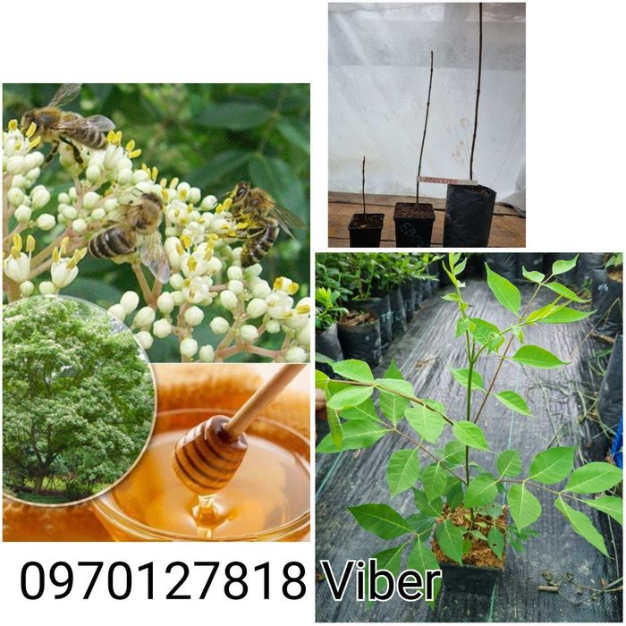 Саджанці "Еводія Даніеля" Супер пізній медонос!!!