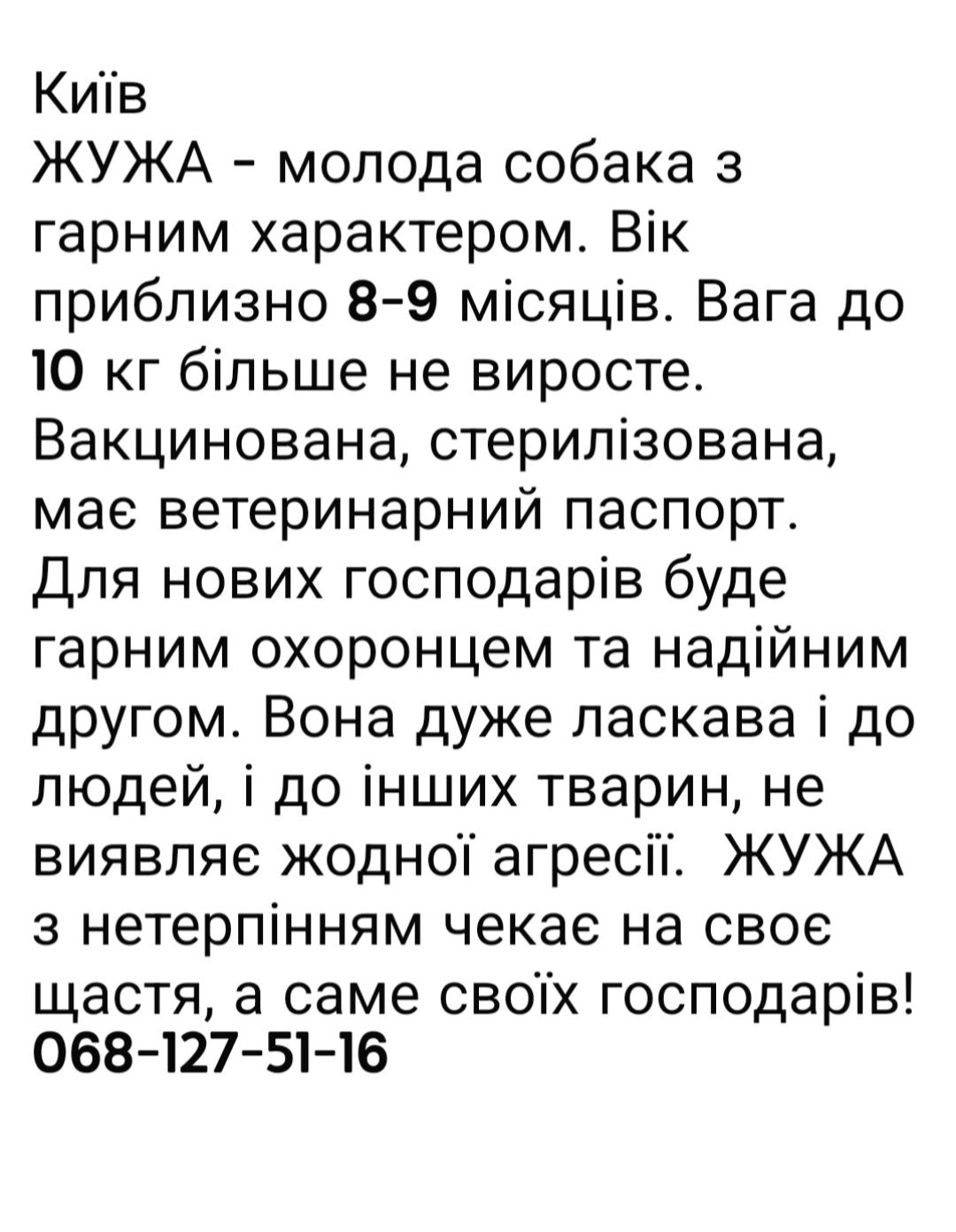 Молодая Собака Жужа. Читайте описание