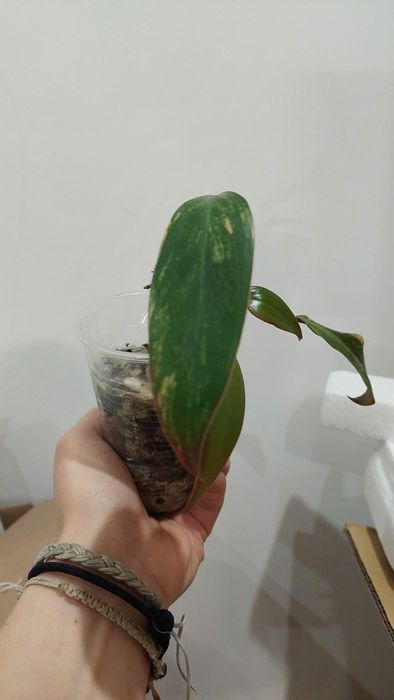 Philodendron Strawberry Shake