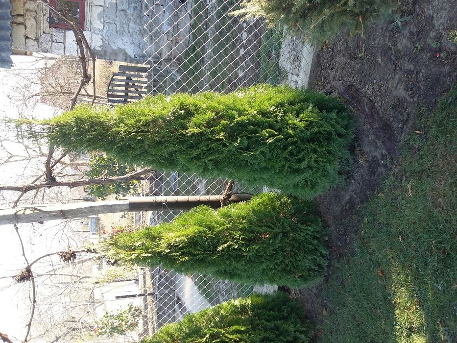 Туя       Смарагд