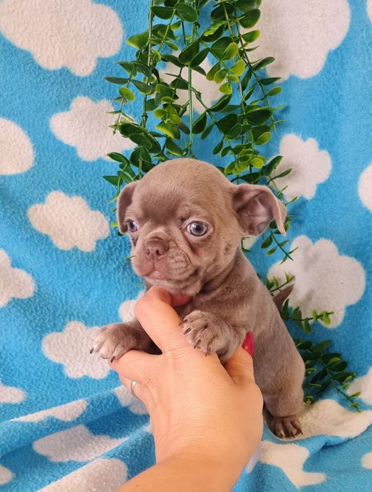 Estupenda mini Lilac de Qualidade. Linhagem Russa
