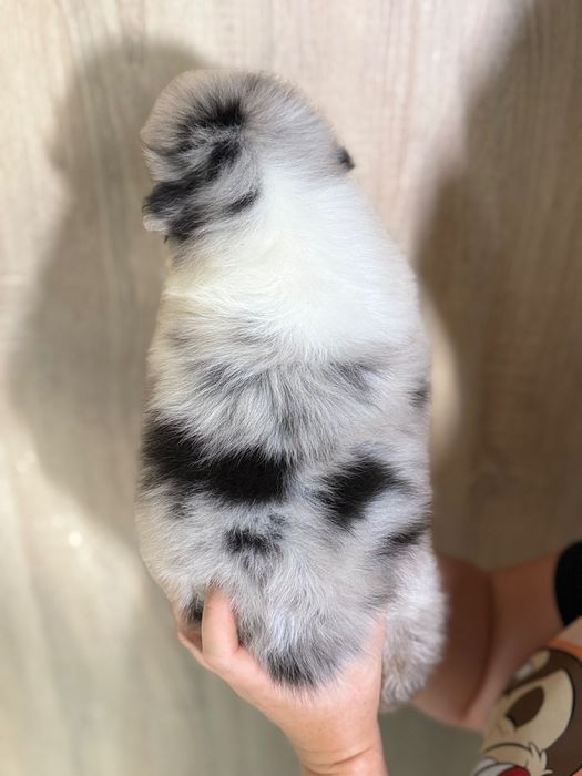 Owczarek australijski chlopiec blue merle aussie
