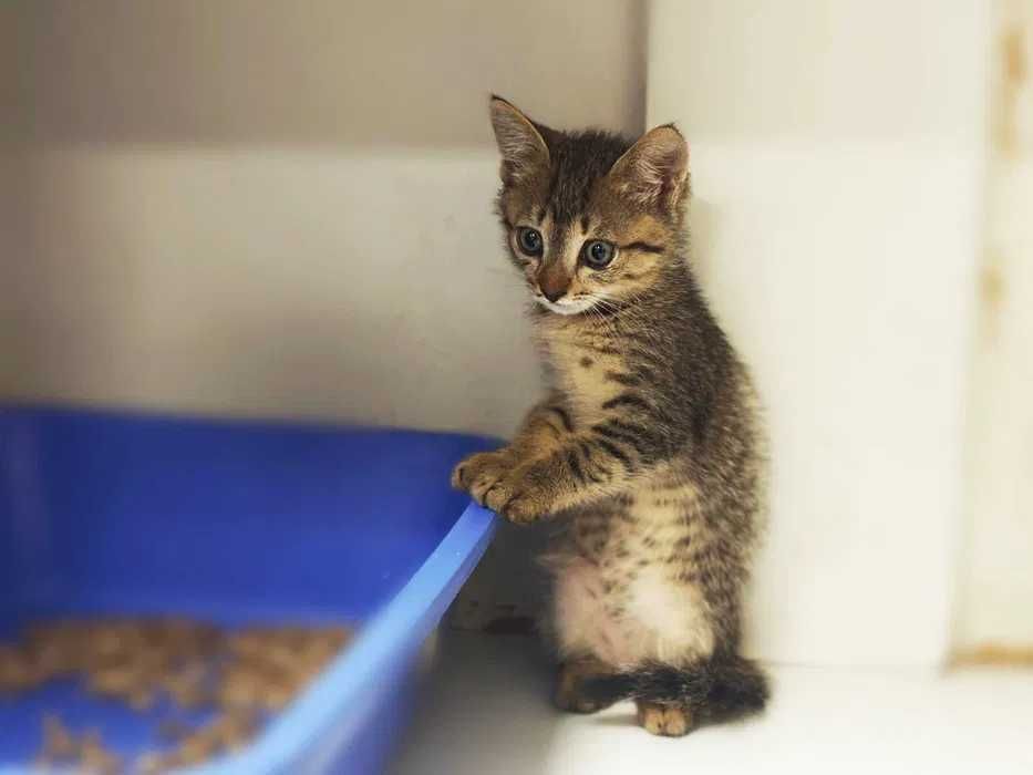 Котик, кошеня, кото-тигреня, кіт Джус (2 міс.) в пошуках дому!