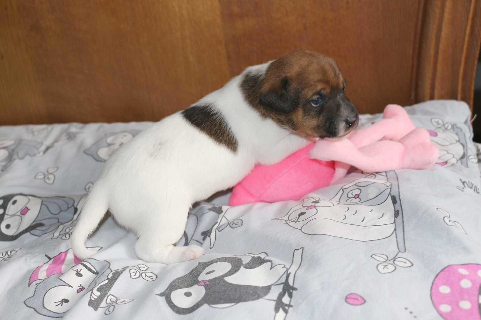 Jack Russell Terrier suczka FANTA.