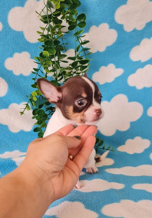 Estupendo Chihuahua/Chiuaua de Qualidade. Linhagem Russa