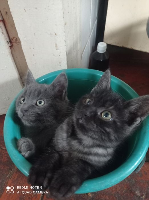 Котики в добрі руки