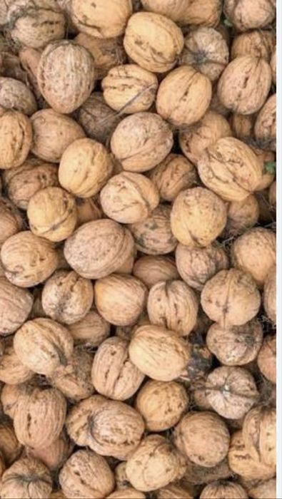 Горіхи волоські домашні
