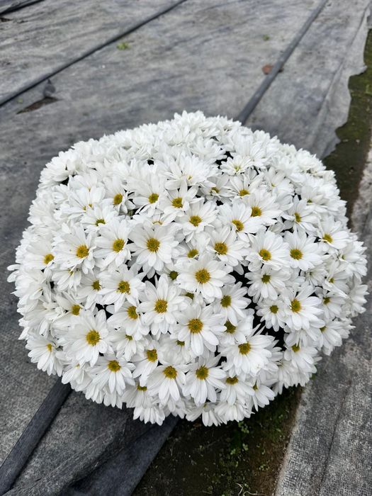 Piękne Chryzantemy duży wybór