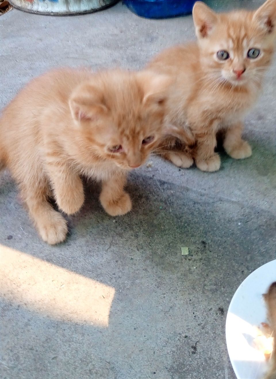 Отдам замечательных котят