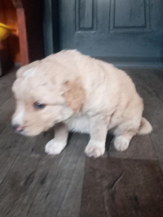 Цуценята Лабладора