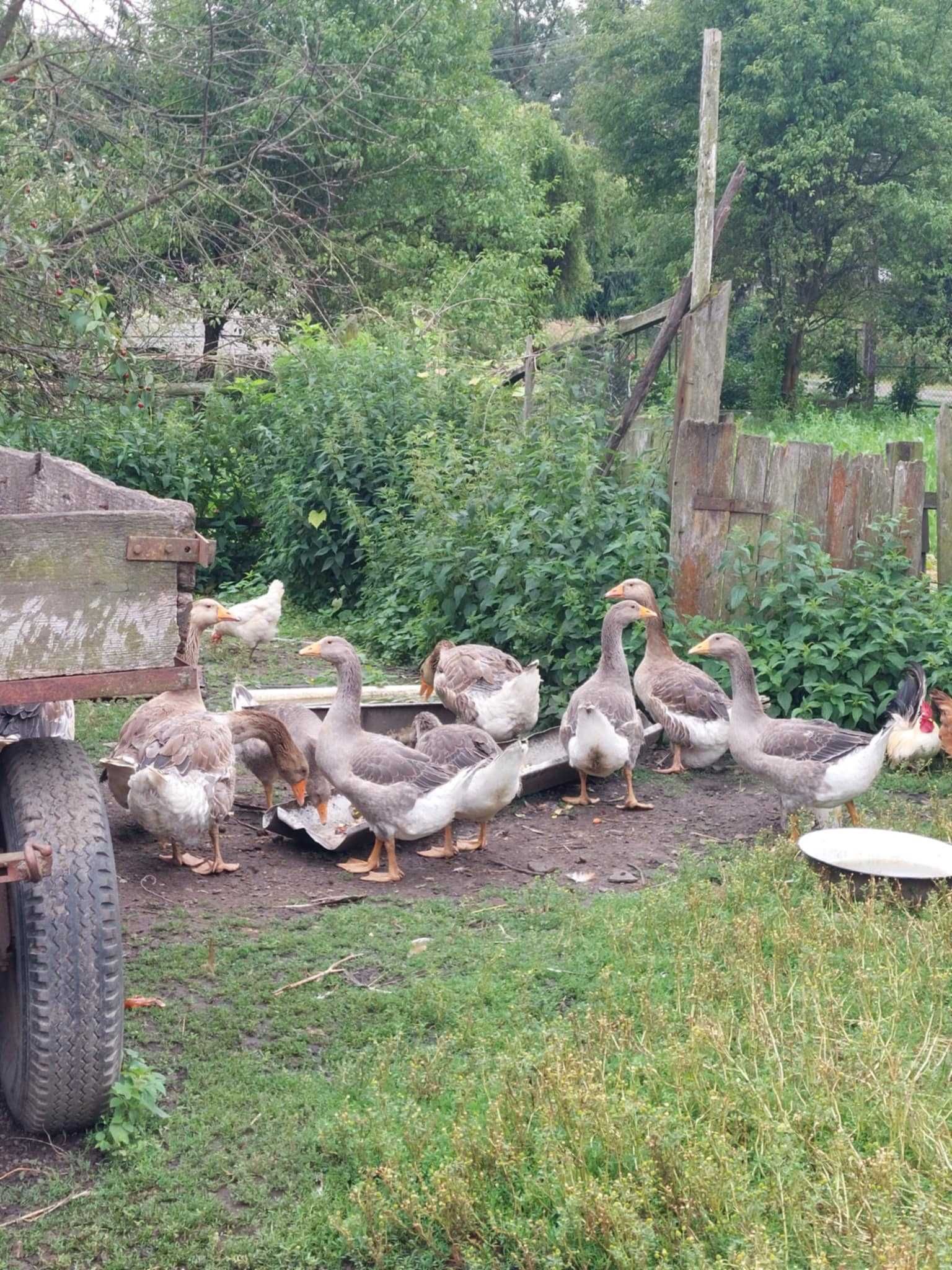 Sprzedam gęsi Landes