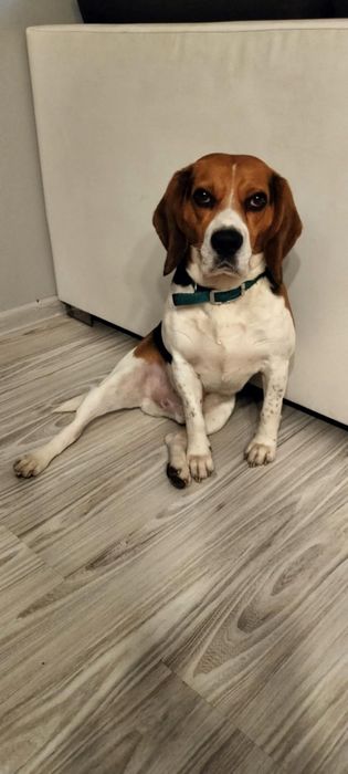 Oddam psa beagle