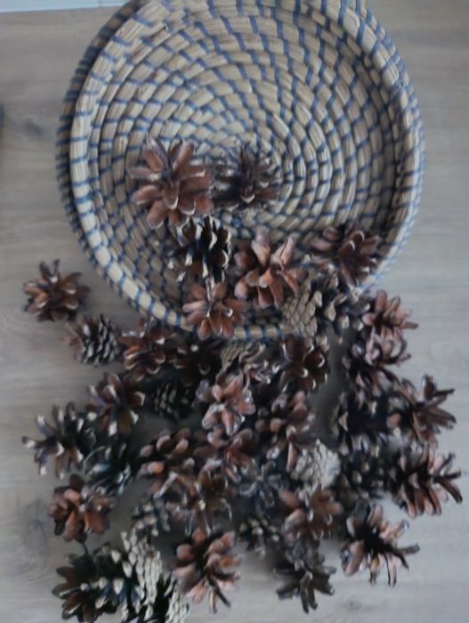 Szyszki sosny zwyklej