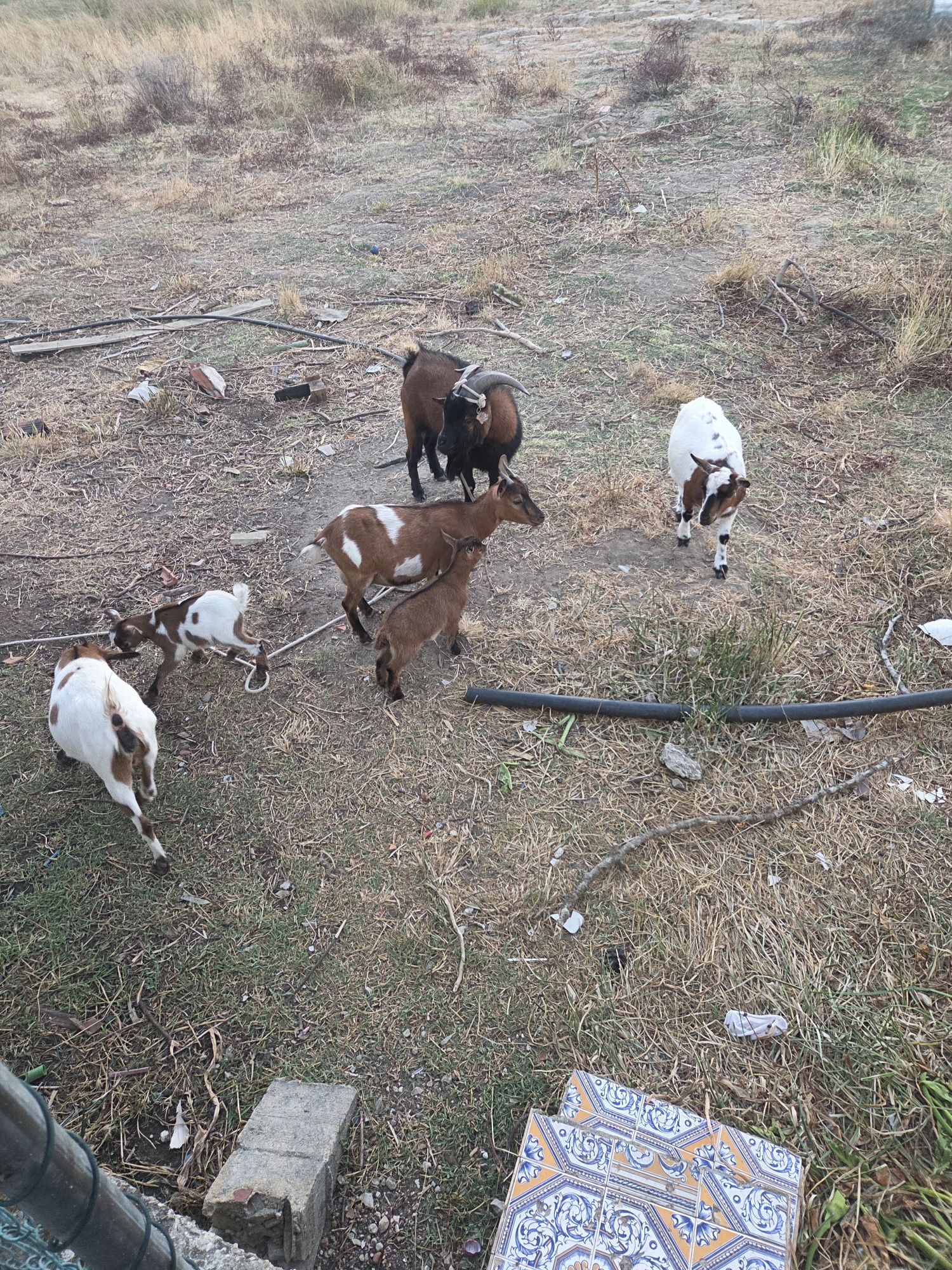 3 cabras anã 1 macho 2 filhotes