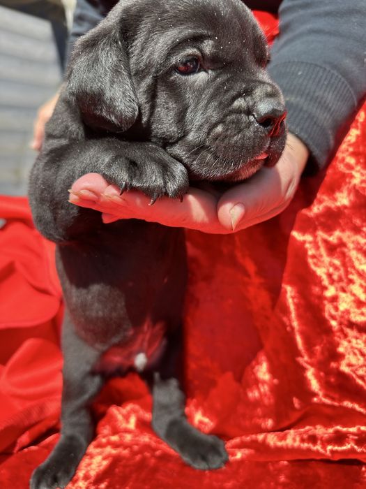 Щенок Канекорсо, чорний хлопчик Лорд, 1 місяць, чистокровний