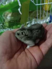 Hamsters na Amadora