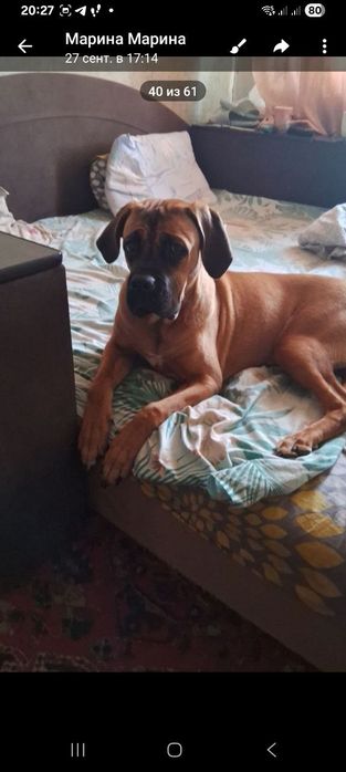 Продам щенка.не дорого