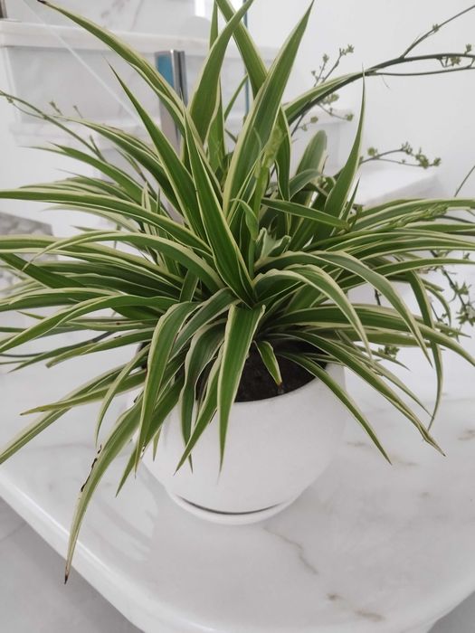 Хлорофітум chlorophytum