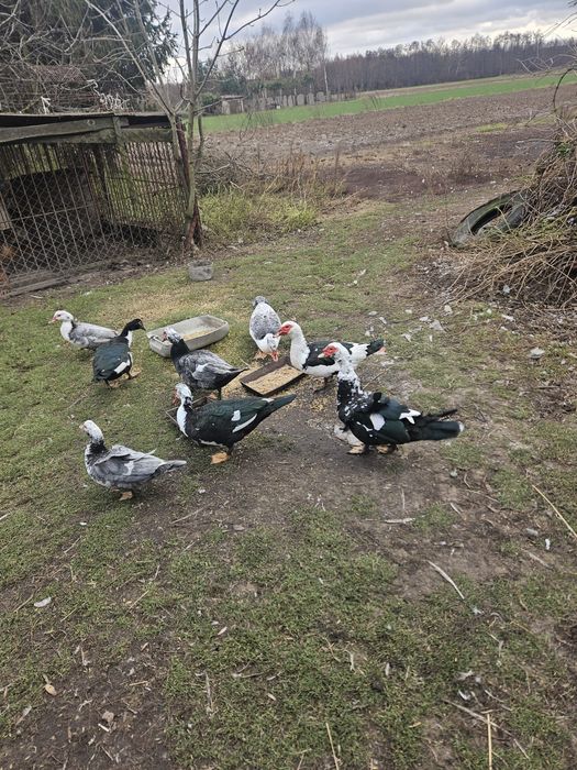 Sprzedam kaczki i kaczory