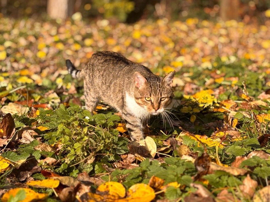 Koty bezdomniaki oddam