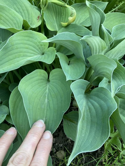 Hosty żurawki piękne okazy