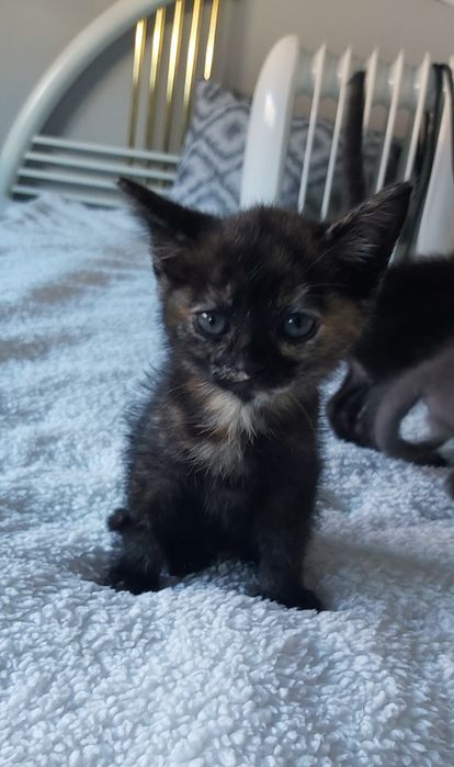 Gatinha bebé para adoção