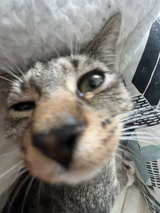 kotka ZA DARMO oddam w dobre ręce