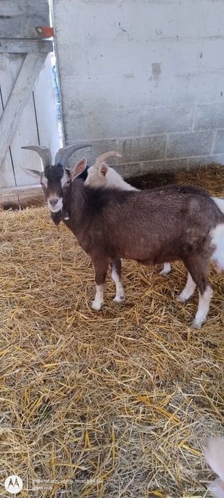 Kozioł 50% Toggenburg