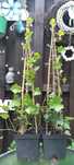 Bluszcz Hedera Helix w donicy