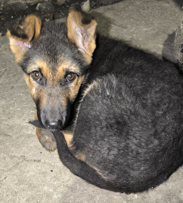 Продам цуценя німецької вівчарки, дівчинка.