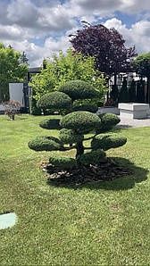 Ландшафтний дизайн, догляд за подвір'ям