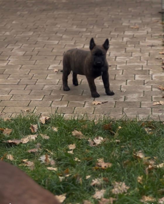 Owczarek belgijski malinois