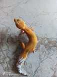 Gekon lamparci, eublefar lamparci Mandarin Tangerine