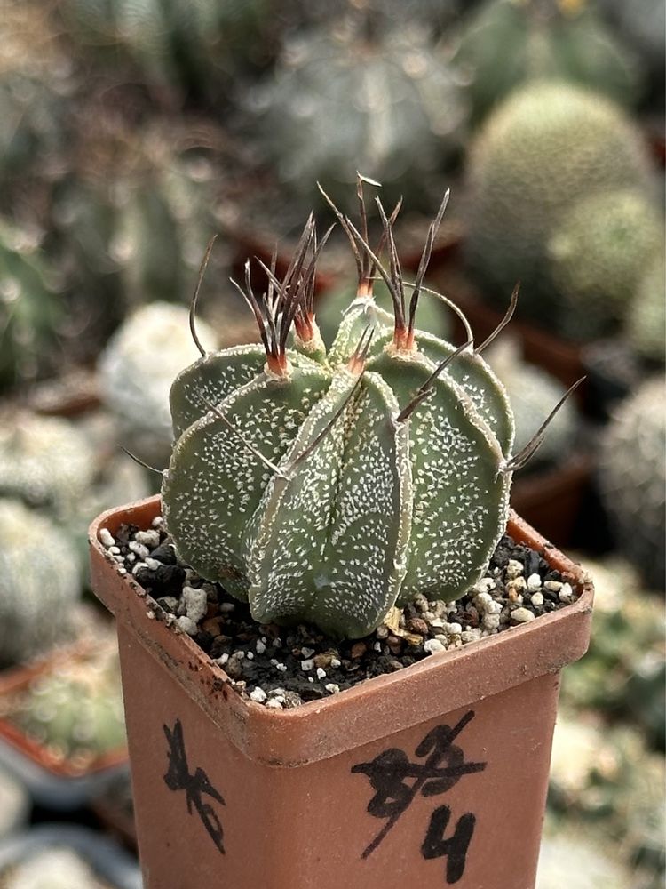 Кактус Астрофітум Astrophytum capricorne