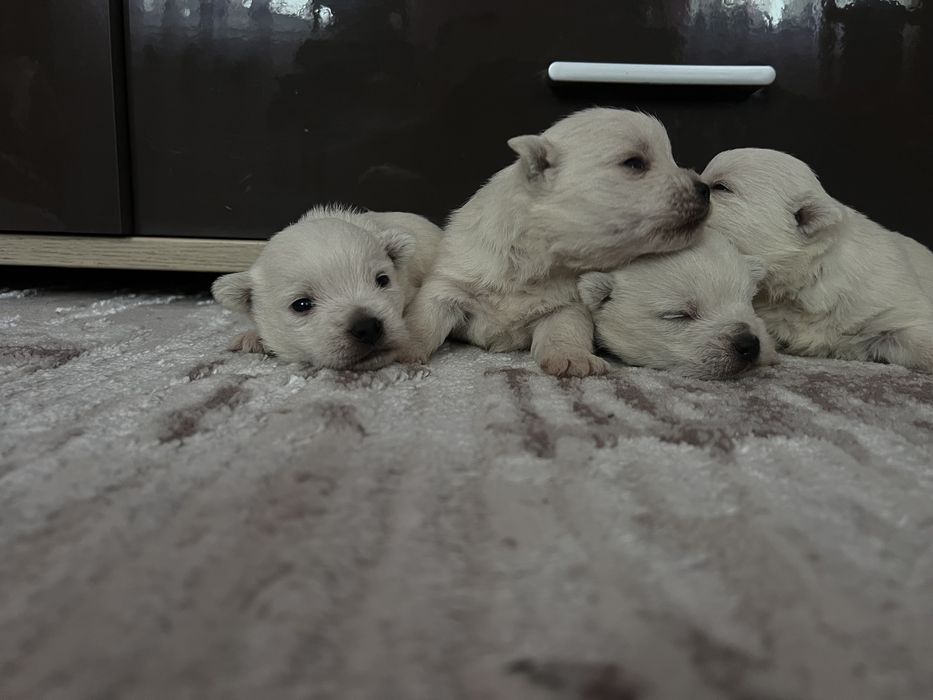 Вестики хлопчики