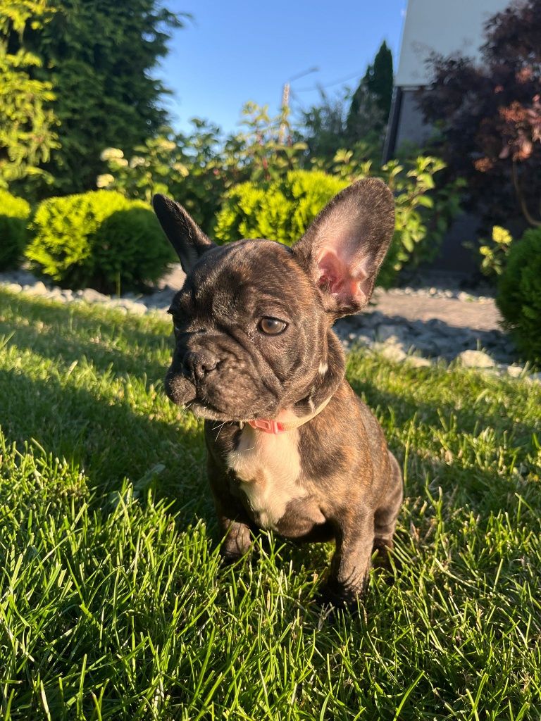 Buldog Francuski - piesek gotowy do odbioru