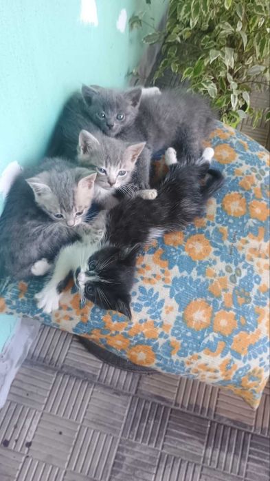 Гарнюні котенята