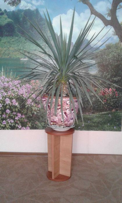 Красивая Пальма Юкка