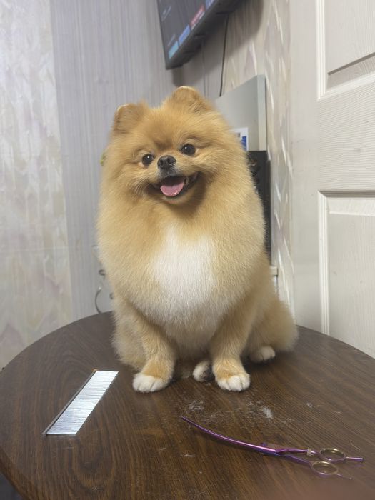 Стрижка собак Стрижка котів Ультразвукова чистка Послуги грумера