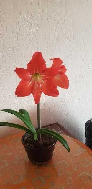 Квіти кімнатні( гіпеаструм )та садові