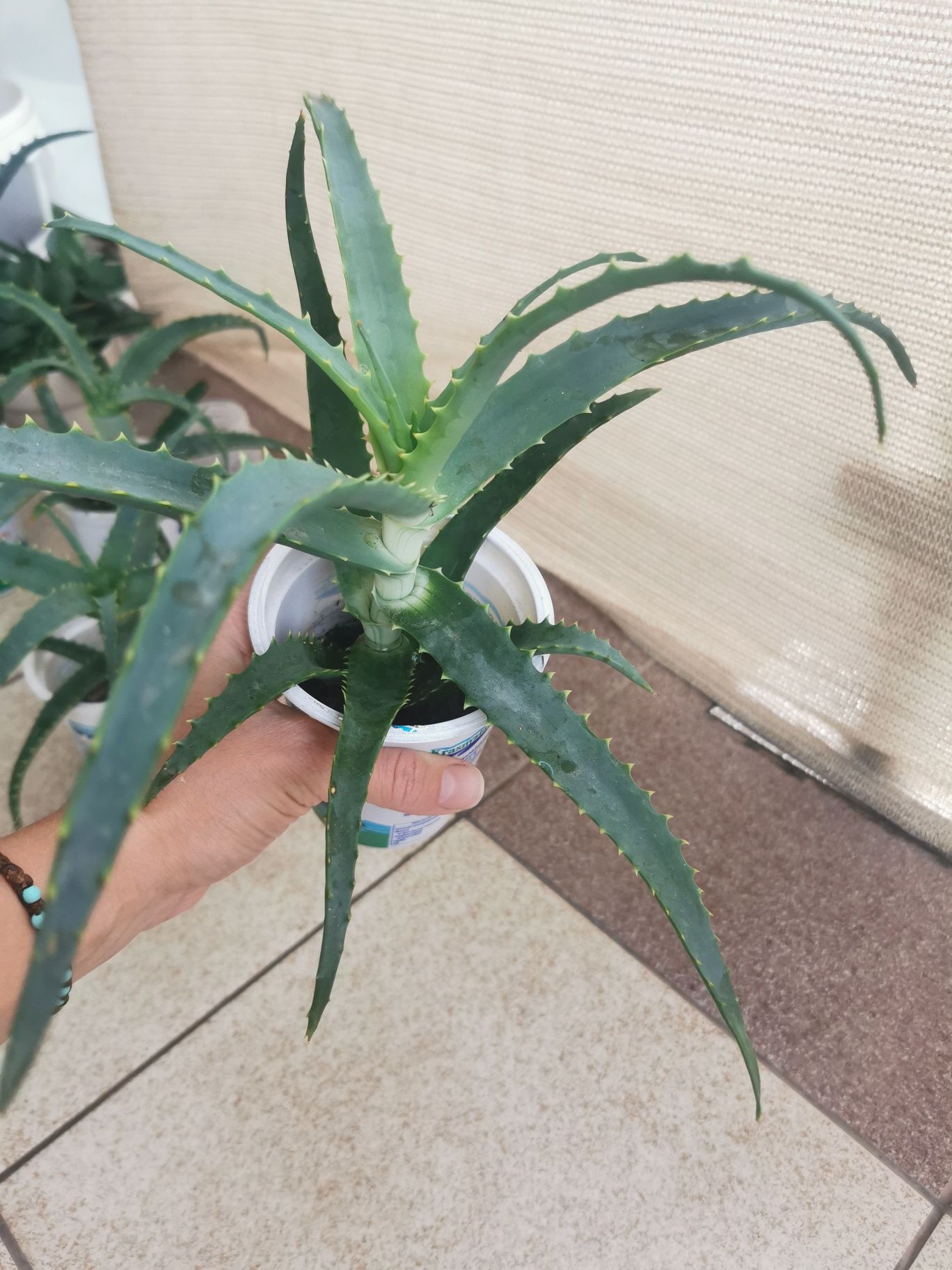 Piękny Aloes na sprzedaż