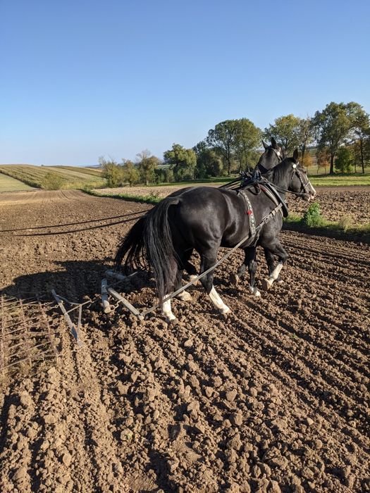 Czosnek Harnaś pęczki 80 szt