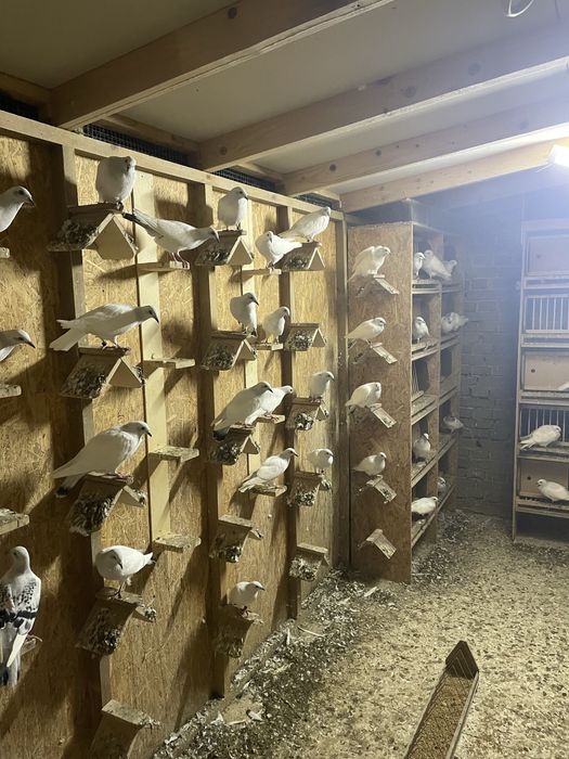 Gołębie jasne cały lot