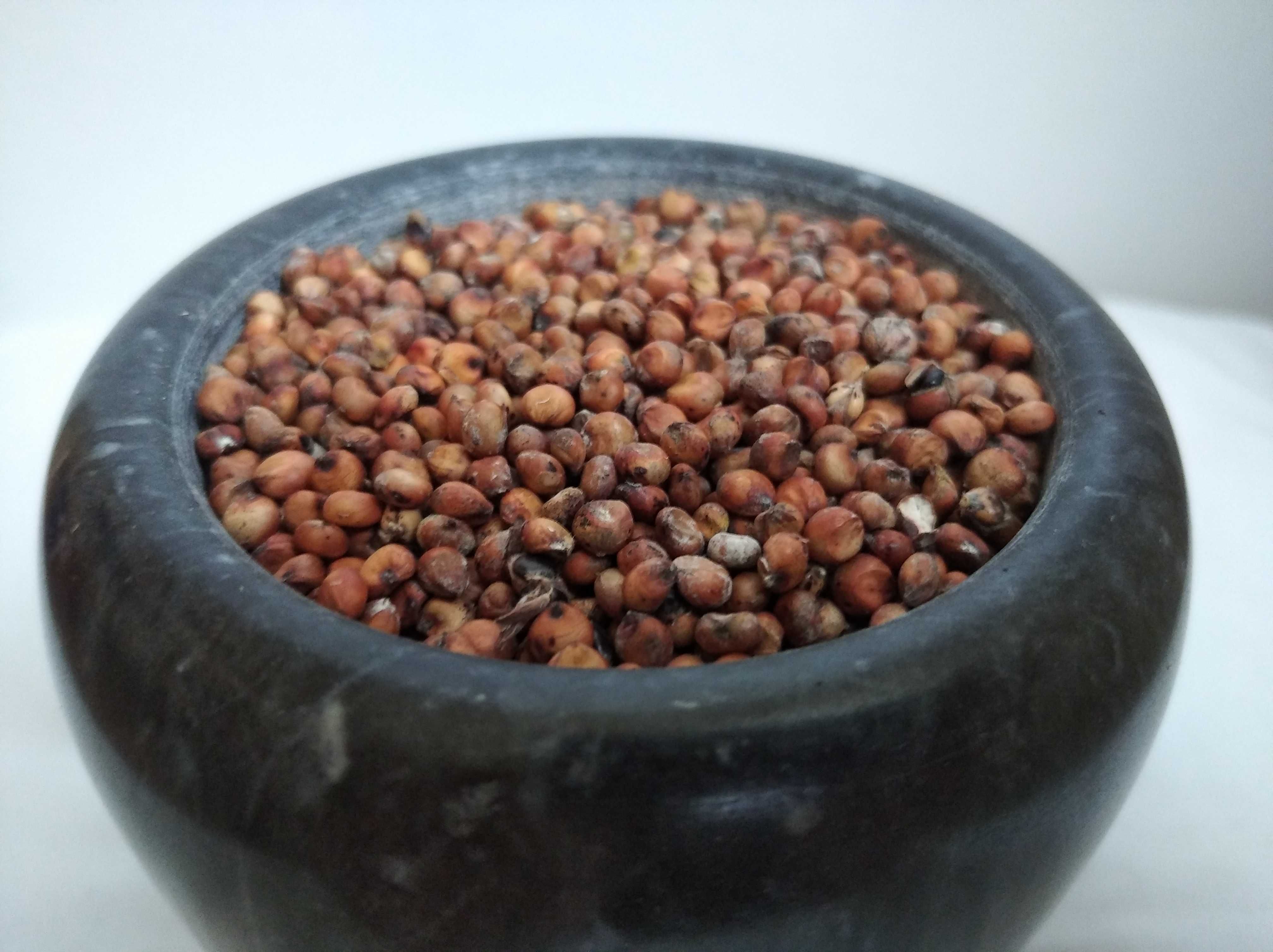 Sorgo karma dla gryzoni, kur, papug, przepiórek, gołębi, przepiórek