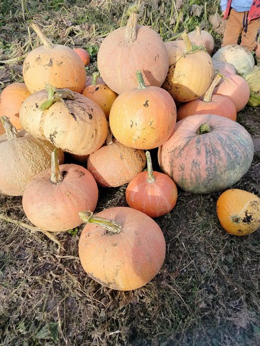 Sprzedam ekologiczne dynie
