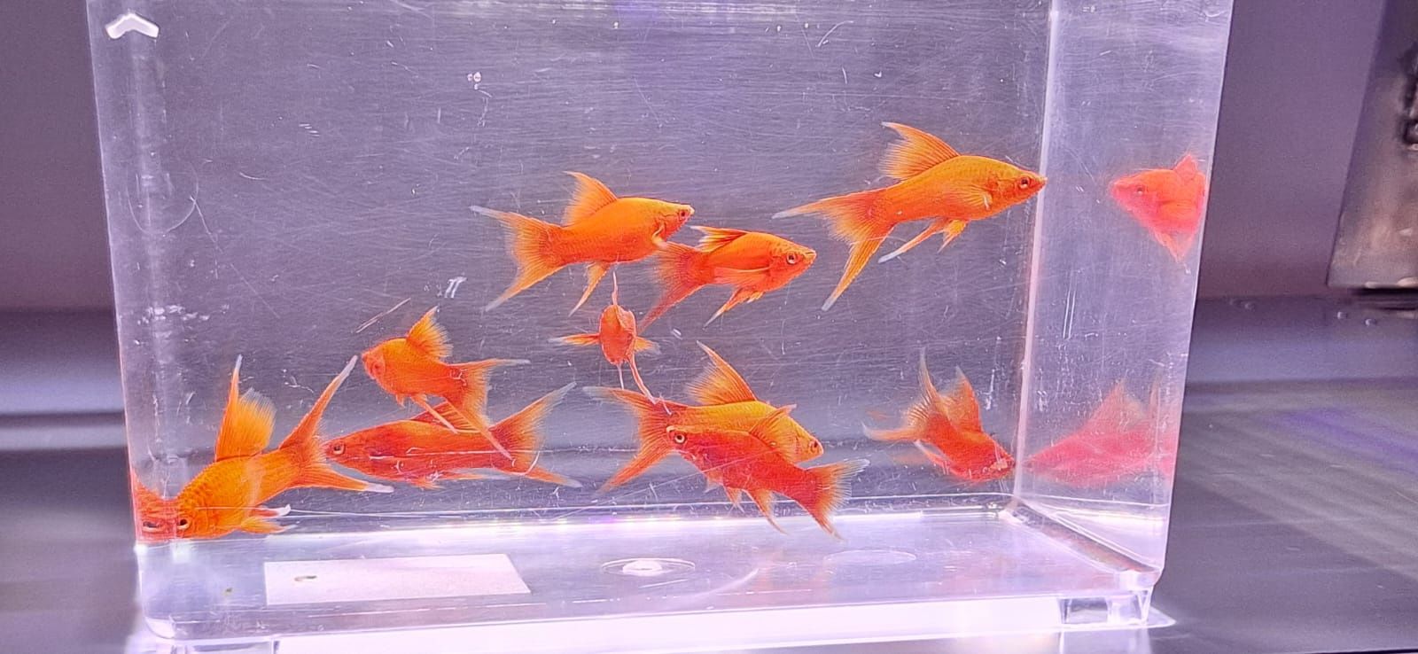 Mieczyki samczyki ozdobne lira po samicy Red Alpha