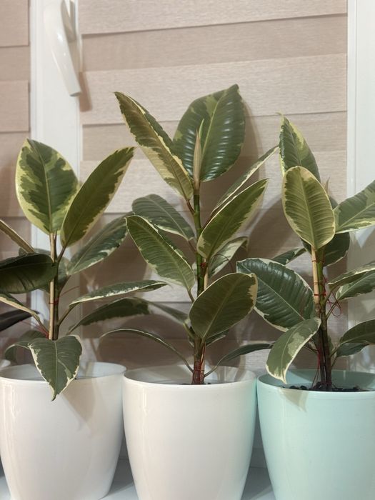 Фікус Тінекі, Беліз, Абіджан (TINEKI, BELIZE,  ELASTICA ABIDJAN)