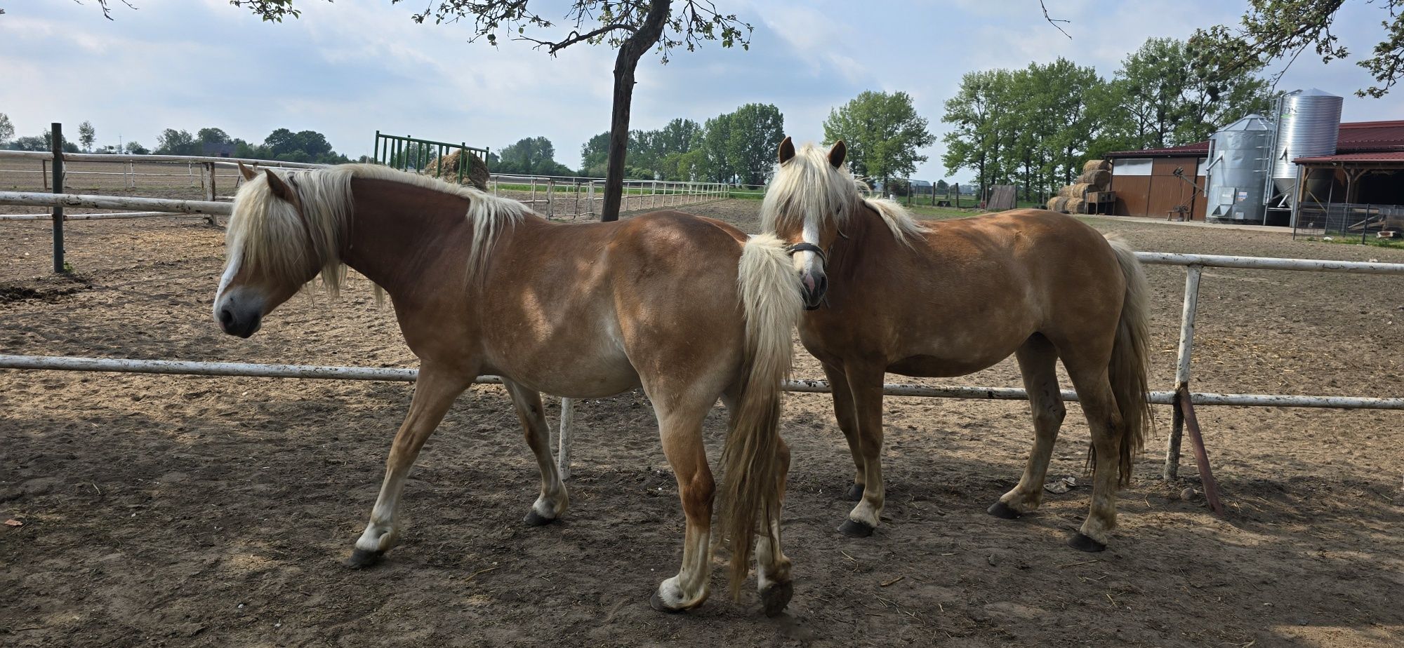 Klacze Haflinger  para sprzedam